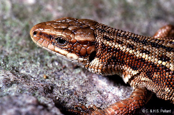 Common Lizard
